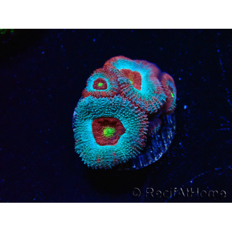 WYSIWYG - RAH Micromussa Dragon's Eye