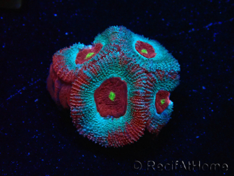 WYSIWYG - RAH Micromussa Dragon's Eye B3