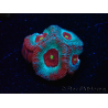WYSIWYG - RAH Micromussa Dragon's Eye B3