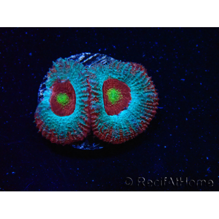 WYSIWYG - RAH Micromussa Dragon's Eye D3