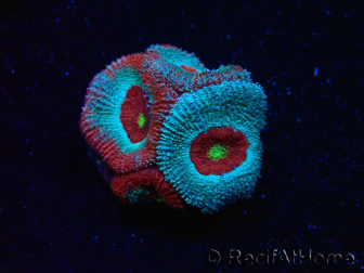 WYSIWYG - RAH Micromussa Dragon's Eye E3