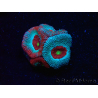 WYSIWYG - RAH Micromussa Dragon's Eye E3