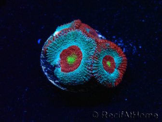 WYSIWYG - RAH Micromussa Dragon's Eye F3