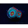 WYSIWYG - RAH Micromussa Dragon's Eye F3