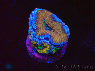 WYSIWYG Micromussa lordhowensis (formerly Acanthastrea) 6A1