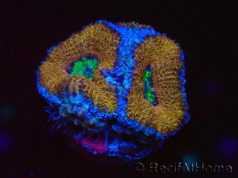 WYSIWYG Micromussa lordhowensis (ex Acanthastrea) 6A2