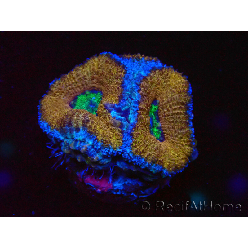 WYSIWYG Micromussa lordhowensis (ex Acanthastrea) 6A2