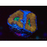 WYSIWYG Micromussa lordhowensis (ex Acanthastrea) 6A2