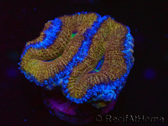 WYSIWYG Micromussa lordhowensis (anteriormente Acanthastrea) 6A3