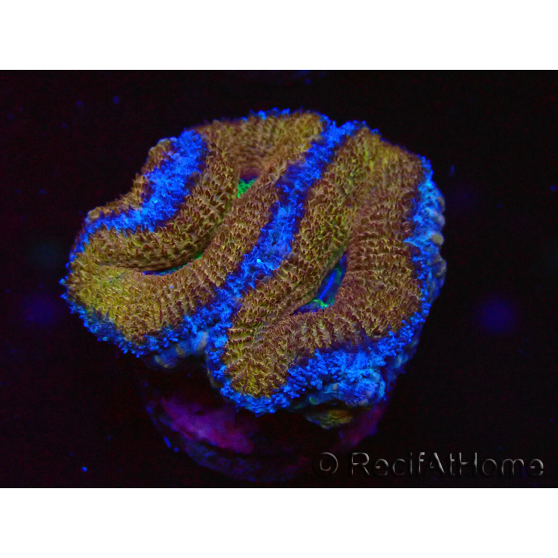 WYSIWYG Micromussa lordhowensis (ex Acanthastrea) 6A3