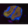 WYSIWYG Micromussa lordhowensis (ehemals Acanthastrea) 6A3