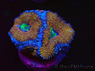 WYSIWYG Micromussa lordhowensis (ex Acanthastrea) 6A5