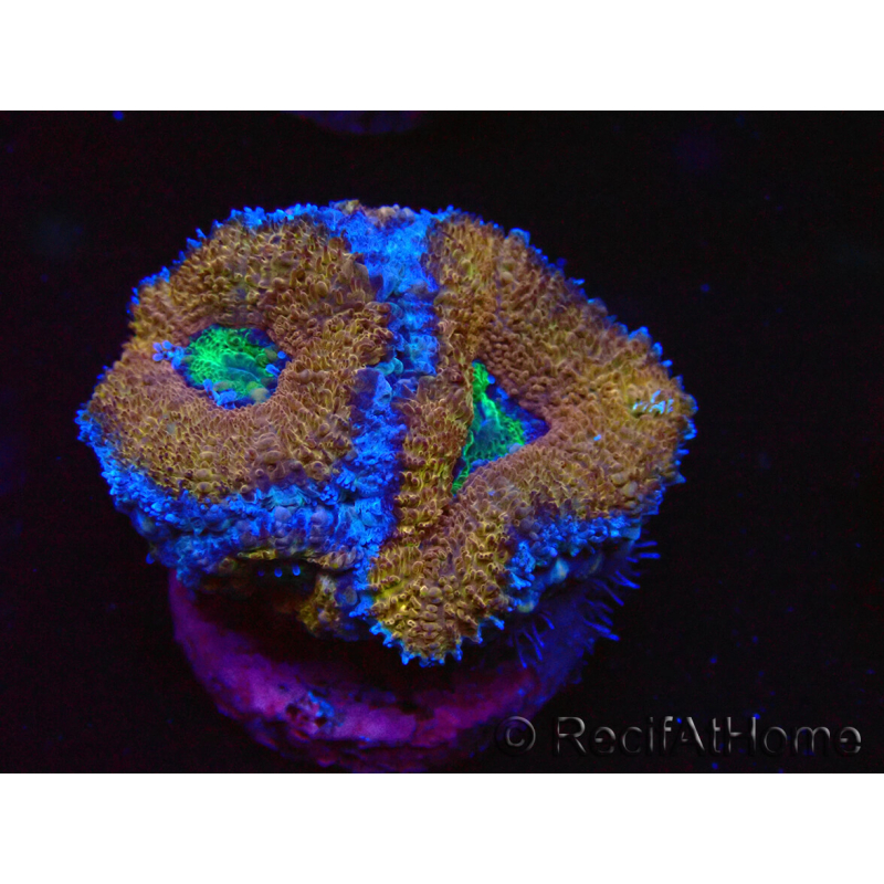 WYSIWYG Micromussa lordhowensis (formerly Acanthastrea) 6A5