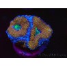 WYSIWYG Micromussa lordhowensis (ex Acanthastrea) 6A5