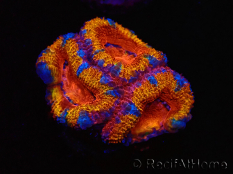 WYSIWYG Micromussa lordhowensis (ehemals Acanthastrea) 6A6