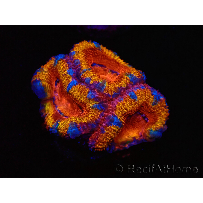 WYSIWYG Micromussa lordhowensis (ex Acanthastrea) 6A6