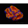 WYSIWYG Micromussa lordhowensis (ex Acanthastrea) 6A6