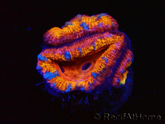 WYSIWYG Micromussa lordhowensis (formerly Acanthastrea) 6A7