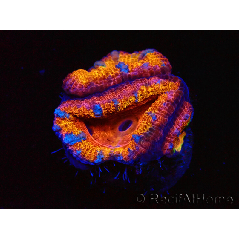 WYSIWYG Micromussa lordhowensis (ex Acanthastrea) 6A7
