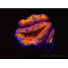 WYSIWYG Micromussa lordhowensis (ex Acanthastrea) 6A7