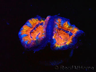 WYSIWYG Micromussa lordhowensis (ex Acanthastrea) 6A8