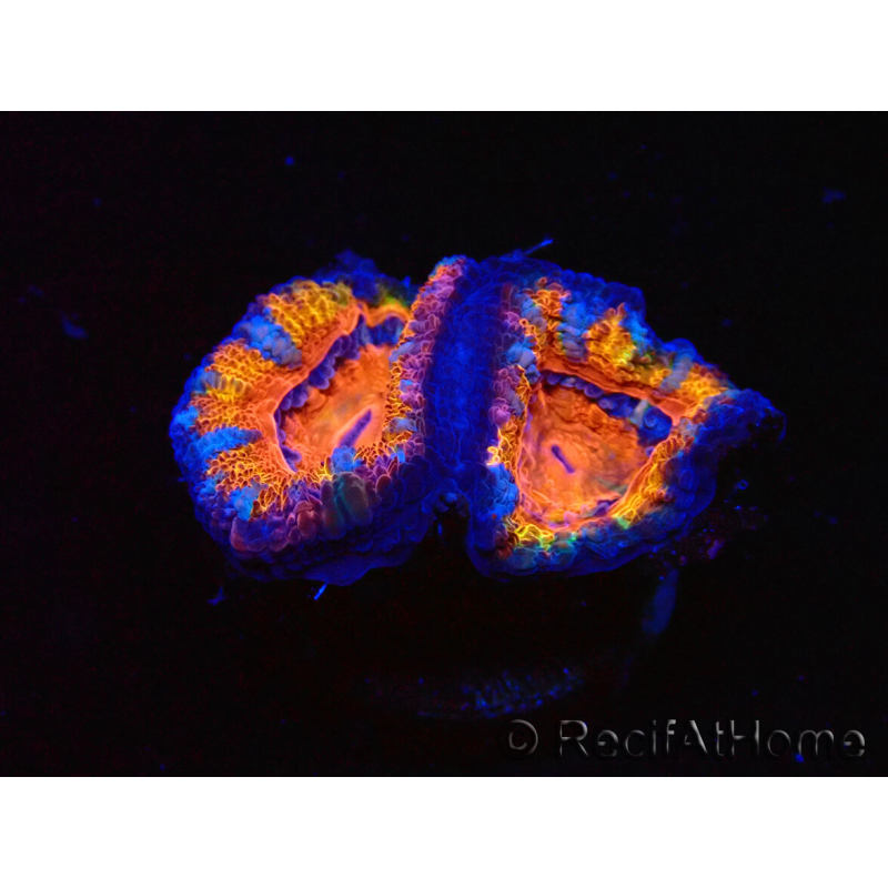 WYSIWYG Micromussa lordhowensis (formerly Acanthastrea) 6A8