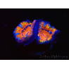 WYSIWYG Micromussa lordhowensis (formerly Acanthastrea) 6A8