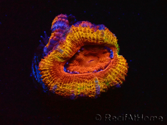 WYSIWYG Micromussa lordhowensis (ex Acanthastrea) 6A9