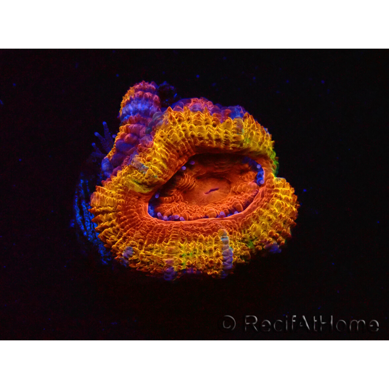 WYSIWYG Micromussa lordhowensis (ex Acanthastrea) 6A9