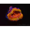 WYSIWYG Micromussa lordhowensis (ex Acanthastrea) 6A9