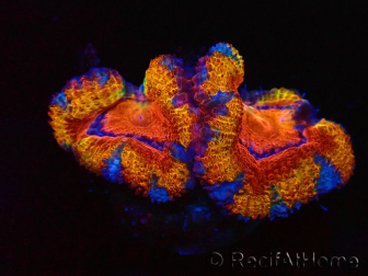 WYSIWYG Micromussa lordhowensis (ex Acanthastrea) 6K4