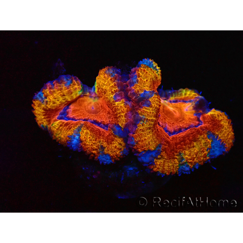 WYSIWYG Micromussa lordhowensis (ex Acanthastrea) 6A10
