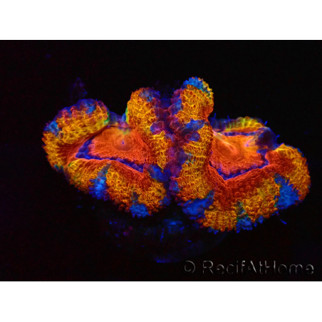 WYSIWYG Micromussa lordhowensis (ex Acanthastrea) 6K4
