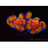 WYSIWYG Micromussa lordhowensis (ex Acanthastrea) 6K4