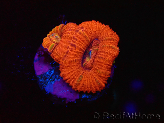 WYSIWYG Micromussa lordhowensis (formerly Acanthastrea) 6B1