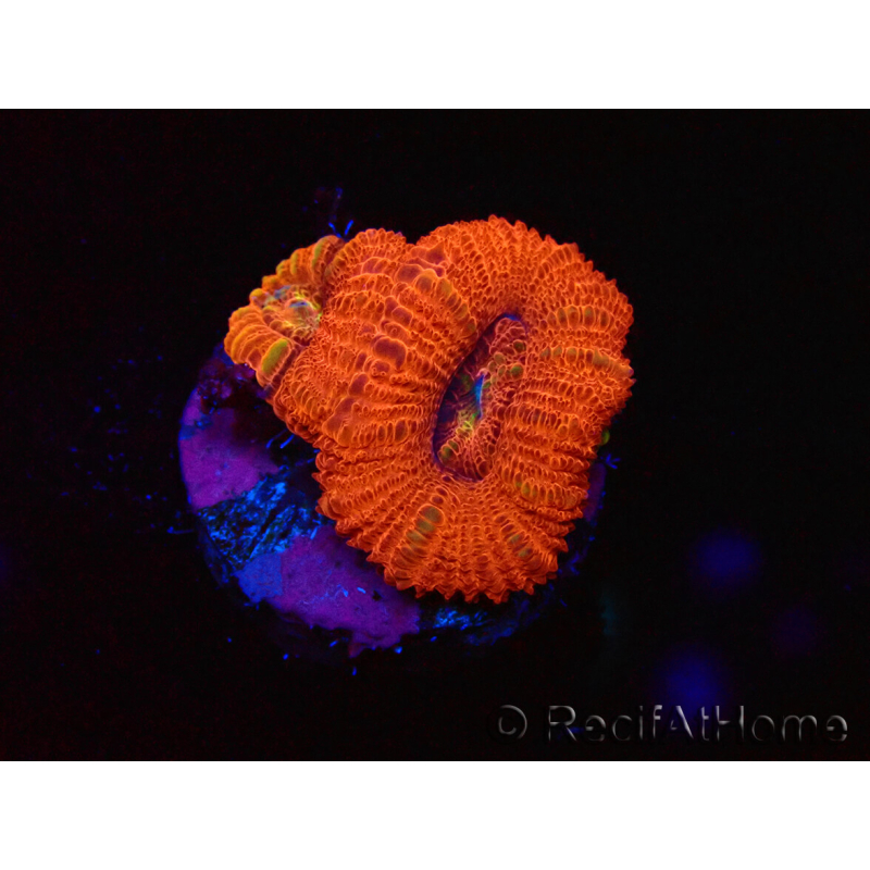 WYSIWYG Micromussa lordhowensis (ex Acanthastrea) 6B1