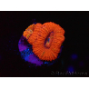 WYSIWYG Micromussa lordhowensis (ex Acanthastrea) 6B1