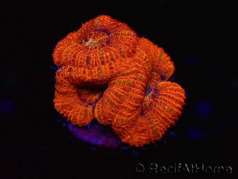 WYSIWYG Micromussa lordhowensis (ex Acanthastrea) 6B2