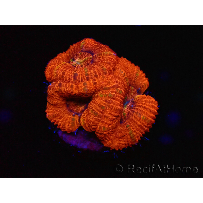 WYSIWYG Micromussa lordhowensis (ex Acanthastrea) 6B2