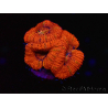 WYSIWYG Micromussa lordhowensis (ehemals Acanthastrea) 6B2