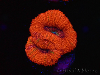 WYSIWYG Micromussa lordhowensis (formerly Acanthastrea) 6B3