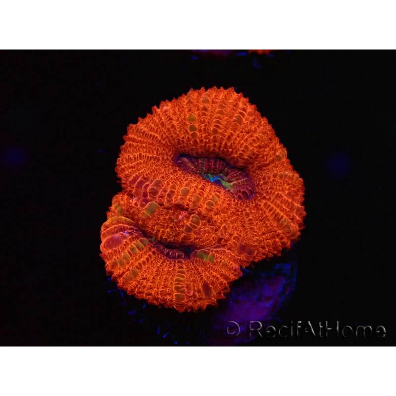 WYSIWYG Micromussa lordhowensis (ex Acanthastrea) 6B3