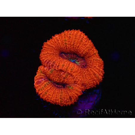 WYSIWYG Micromussa lordhowensis (ehemals Acanthastrea) 6B3