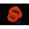 WYSIWYG Micromussa lordhowensis (ex Acanthastrea) 6B3