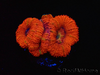 WYSIWYG Micromussa lordhowensis (ex Acanthastrea) 6B4