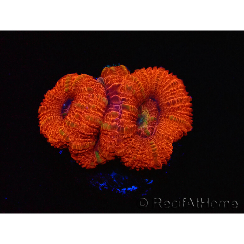 WYSIWYG Micromussa lordhowensis (formerly Acanthastrea) 6B4