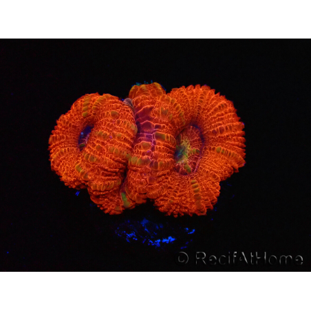 WYSIWYG Micromussa lordhowensis (ex Acanthastrea) 6B4