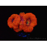 WYSIWYG Micromussa lordhowensis (ex Acanthastrea) 6B4