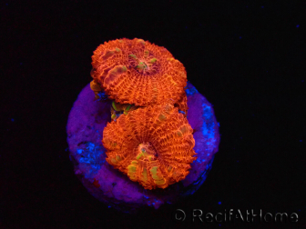 WYSIWYG Micromussa lordhowensis (formerly Acanthastrea) 6B5