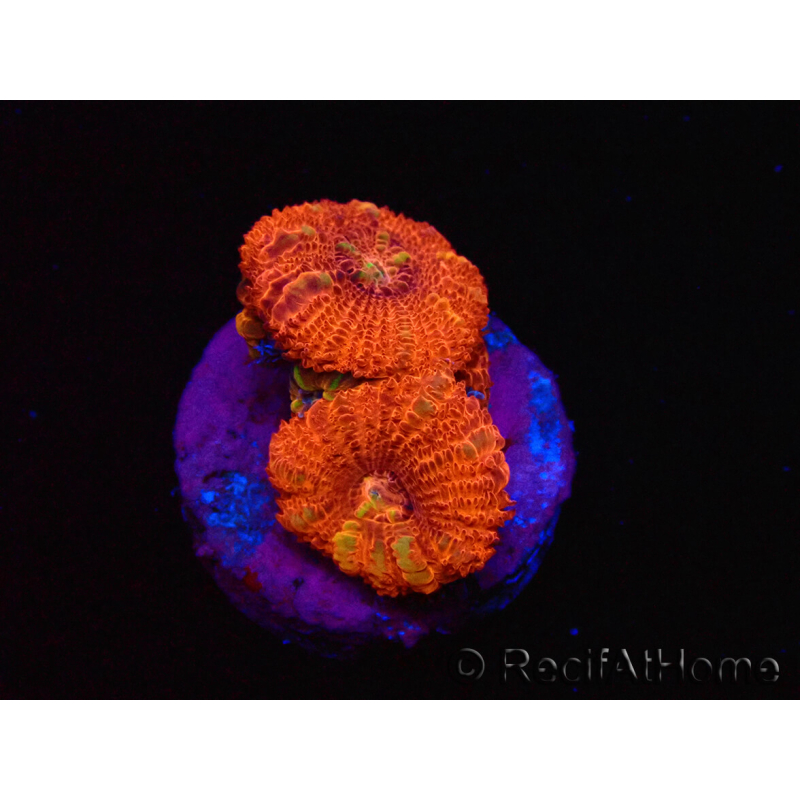 WYSIWYG Micromussa lordhowensis (ehemals Acanthastrea) 6B5